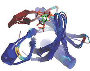 PDPK1 inhibitor: PHT – 427